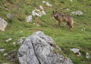 Lobo ibérico adulto mirando a cámara en una ladera de montaña con rocas calizas y matorral, expedición de observación de fauna con Wild Spain Travel y Aveshide.