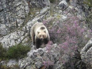 Oso pardo cantábrico caminando entre rocas y matorrales con flores púrpuras en su hábitat natural, avistamiento guiado por Wild Spain Travel.