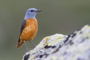 Roquero rojo macho con cabeza azul y pecho naranja posado sobre una roca con líquenes, fotografía de alta calidad de Wild Spain Travel.