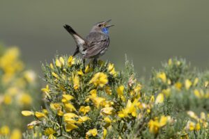 Pechiazul macho cantando sobre un piorno en flor durante una salida de observación de aves subalpinas.
