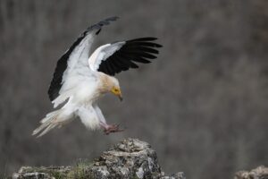 Alimoche común (Neophron percnopterus) aterrizando sobre una roca con las alas extendidas en el hide La Trébede con Wild Spain Travel.
