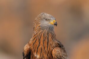 Primer plano detallado de la cabeza de un milano real (Milvus milvus) con plumaje estriado y mirada intensa en Los Pandiellos.