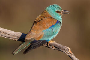 Perfil de una carraca europea posada en una rama seca, mostrando su plumaje azul brillante y marrón bajo la luz del sol en El Taray.