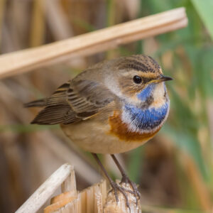 Pechiazul macho posado sobre una caña en los humedales de El Taray, Toledo. Fotografía de aves de alta calidad desde hide.