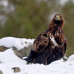 Águilas, aves alpinas y bigotudo