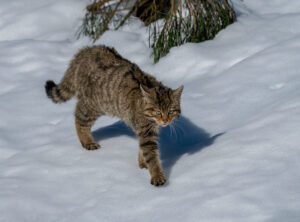 gato-montés
