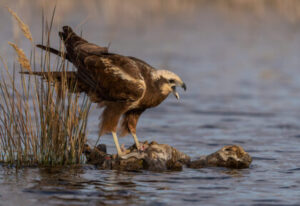 Aguilucho lagunero alimentándose sobre una presa en un posadero acuático en El Taray, Toledo. Fotografía de comportamiento de aves rapaces en libertad.