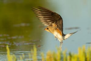 Canastera común en vuelo abriendo las alas sobre el agua en El Taray, Toledo. Fotografía de acción de aves limícolas.