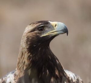 águila imperial