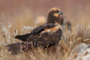 Aguilucho lagunero joven caminando entre la hierba seca en los humedales de El Taray.