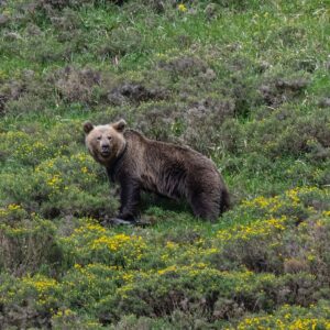 Oso pardo, rapaces y aves forestales