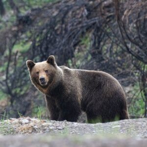 Lobo, oso pardo y berrea