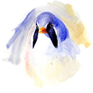 Pintando al bigotudo, martín pescador, garzas y diversas rapaces <br> Impartido por Francisco Hernández