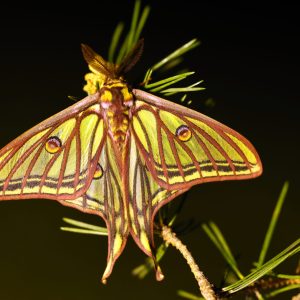 0R9A5480 isabelina