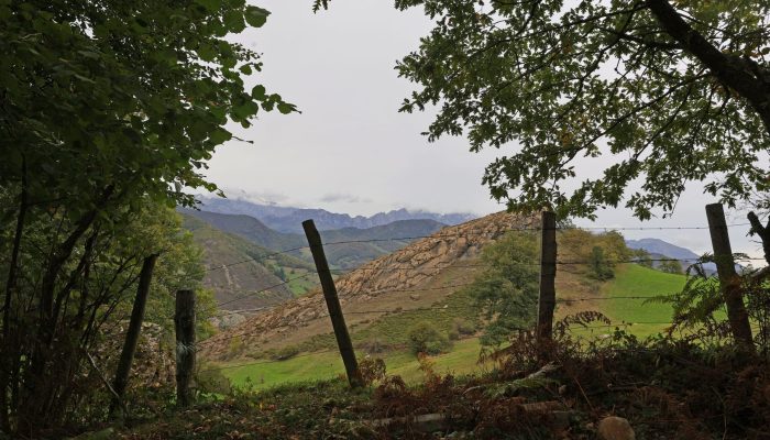 Pineda