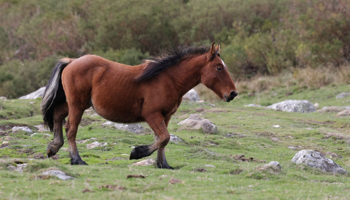 Pineda