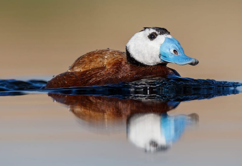 Malvasía cabeciblanca macho nadando en la laguna de El Taray. Fotografía de aves acuáticas a ras de agua desde hide.