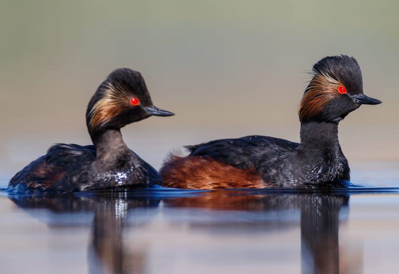 Retrato de perfil de pareja de Zampullín cuellinegro con reflejo perfecto en agua tranquila, El Taray.