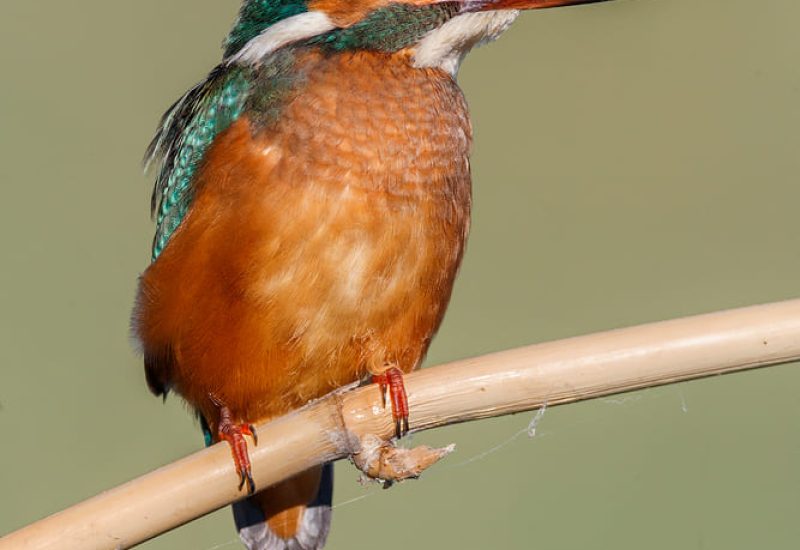 Martín Pescador Común hembra posado en una rama frente a los hides de El Taray, mostrando su plumaje naranja y azul turquesa.