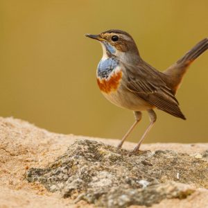 Pechiazul macho con su característico babero azul y naranja posado sobre una roca en el Hide Masiega, El Taray.