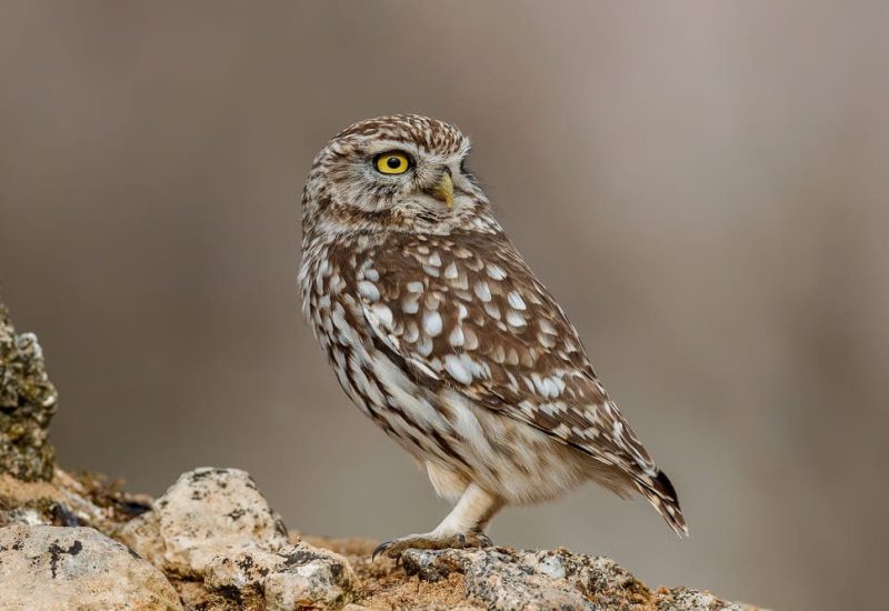 Un mochuelo común posado de perfil sobre rocas en un hide de El Taray, Toledo, España.