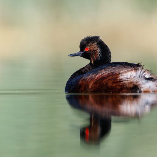 Zampullín cuellinegro con ojo rojo nadando en calma en El Taray. Fotografía de naturaleza Wild Spain Travel.