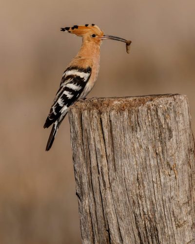 Abubilla con una larva en el pico sobre un tronco en El Taray, Toledo. Fotografía de fauna ibérica en libertad.