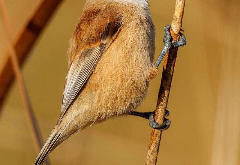 Pájaro moscón europeo macho posado en una rama fina en los humedales de El Taray. Fotografía de aves en Toledo con Wild Spain Travel.