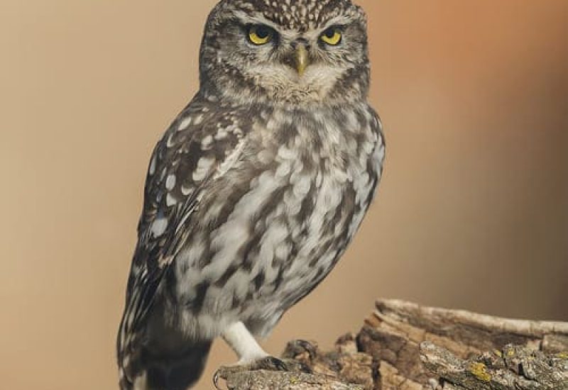 Retrato de primer plano de un mochuelo común posado sobre una rama seca en los hides de El Taray, Toledo.