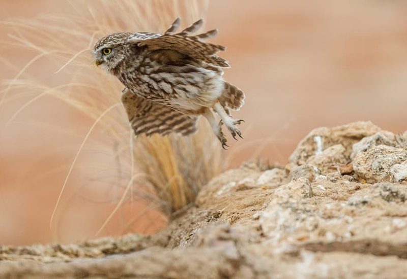 Mochuelo común iniciando el vuelo desde una roca en el hide de El Taray, Toledo.