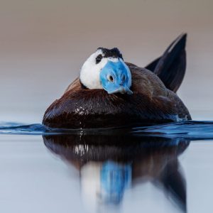 Malvasía cabeciblanca macho nadando en la laguna de El Taray. Fotografía de aves acuáticas a ras de agua desde hide.