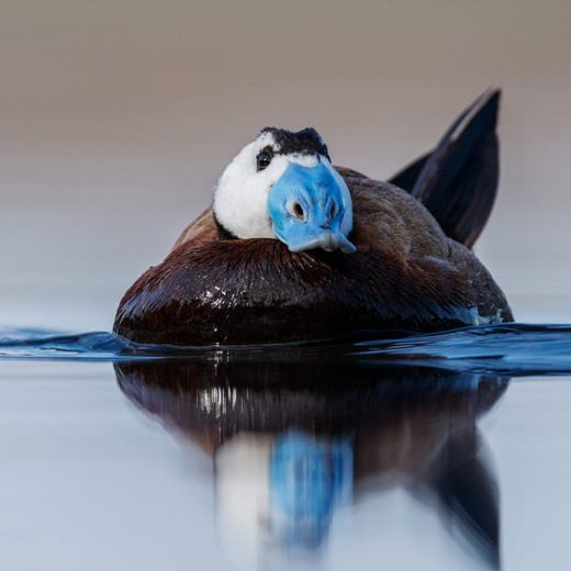 Malvasía cabeciblanca macho nadando en la laguna de El Taray. Fotografía de aves acuáticas a ras de agua desde hide.