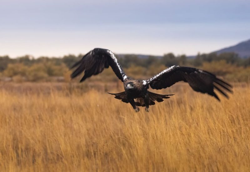 Aguila imperial-El espartal- laguna de El Taray