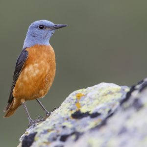 Roquero rojo macho con cabeza azul y pecho naranja posado sobre una roca con líquenes, fotografía de alta calidad de Wild Spain Travel.
