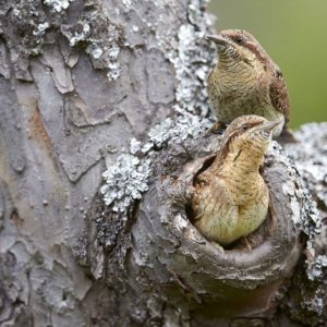 Pareja de Torcecuellos euroasiáticos (Jynx torquilla) en la entrada de su nido en un tronco, fotografiados desde el hide de Villayandre