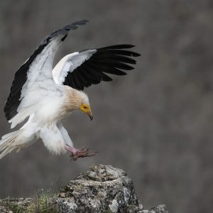 Alimoche común (Neophron percnopterus) aterrizando sobre una roca con las alas extendidas en el hide La Trébede con Wild Spain Travel.