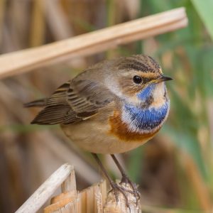 Pechiazul macho posado sobre una caña en los humedales de El Taray, Toledo. Fotografía de aves de alta calidad desde hide.