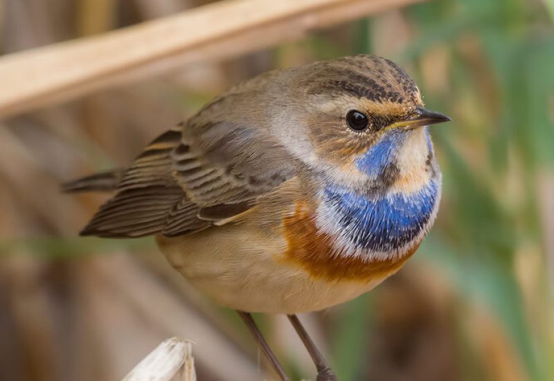 Pechiazul macho posado sobre una caña en los humedales de El Taray, Toledo. Fotografía de aves de alta calidad desde hide.
