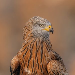 Primer plano detallado de la cabeza de un milano real (Milvus milvus) con plumaje estriado y mirada intensa en Los Pandiellos.
