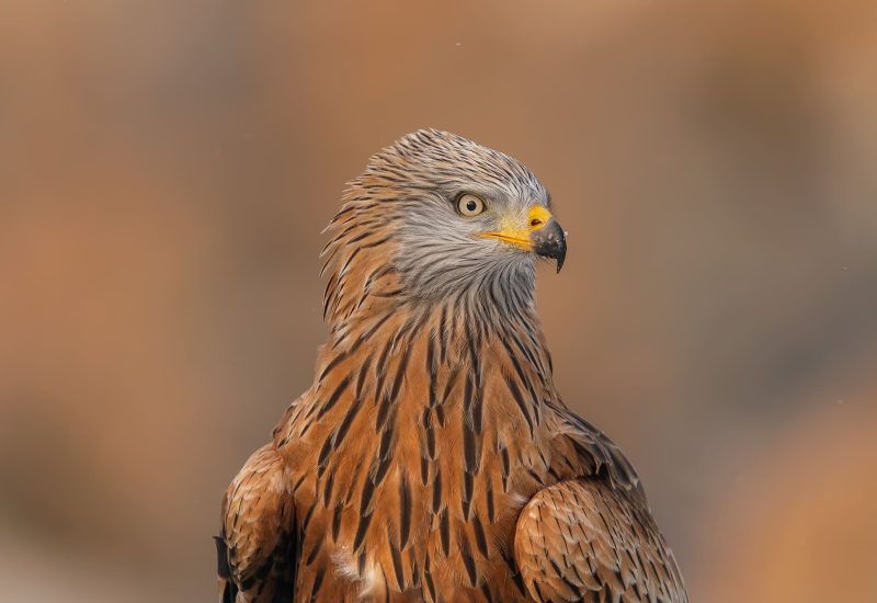 Primer plano detallado de la cabeza de un milano real (Milvus milvus) con plumaje estriado y mirada intensa en Los Pandiellos.