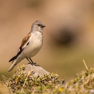 Gorrión alpino posado sobre una piedra en una ladera de alta montaña durante una salida de observación de aves alpinas.