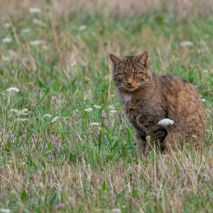 Gato montés ibérico (Felis silvestris) sentado entre la hierba alta y flores silvestres en un prado.