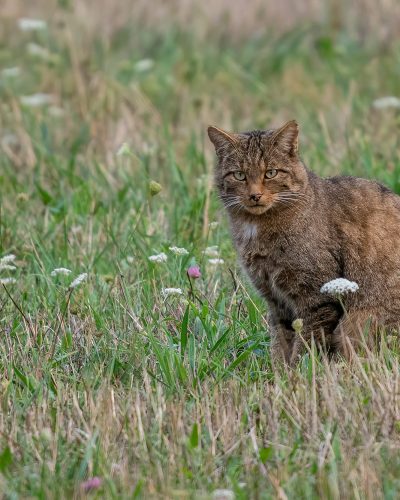 Gato montés ibérico (Felis silvestris) sentado entre la hierba alta y flores silvestres en un prado.