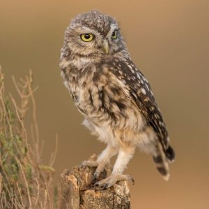 Mochuelo común adulto posado sobre un tronco en un prado de El Taray, Toledo.