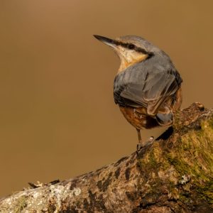 Trepador azul (Sitta europaea) posado de espaldas sobre una rama con musgo, exhibiendo su plumaje gris azulado y ocre en el hide de Valdeburón, León.