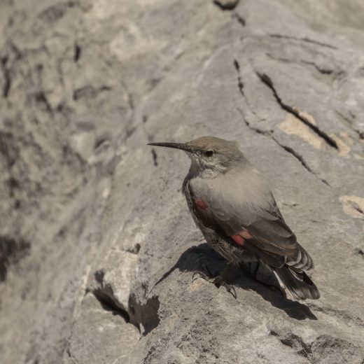 Treparriscos posado sobre una pared de roca caliza en alta montaña. Avistamiento de aves alpinas con Wild Spain Travel.