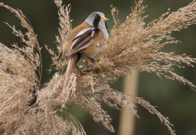Bigotudo macho posado sobre un plumacho de carrizo en la Finca El Taray, Toledo. Fotografía de aves especialistas desde hide.