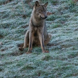 Lobo ibérico sentado sobre una ladera de hierba con escarcha blanca, observación de grandes carnívoros en invierno con Wild Spain Travel y Aveshide.