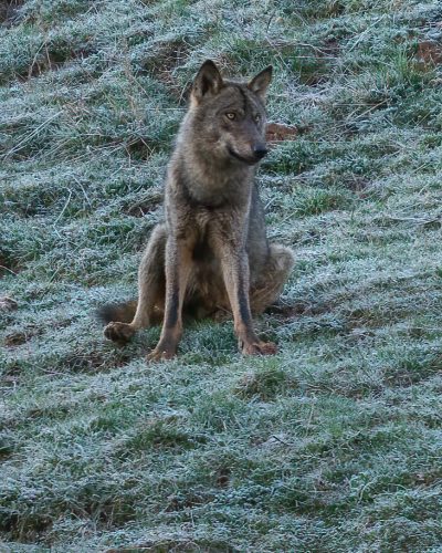 Lobo ibérico sentado sobre una ladera de hierba con escarcha blanca, observación de grandes carnívoros en invierno con Wild Spain Travel y Aveshide.