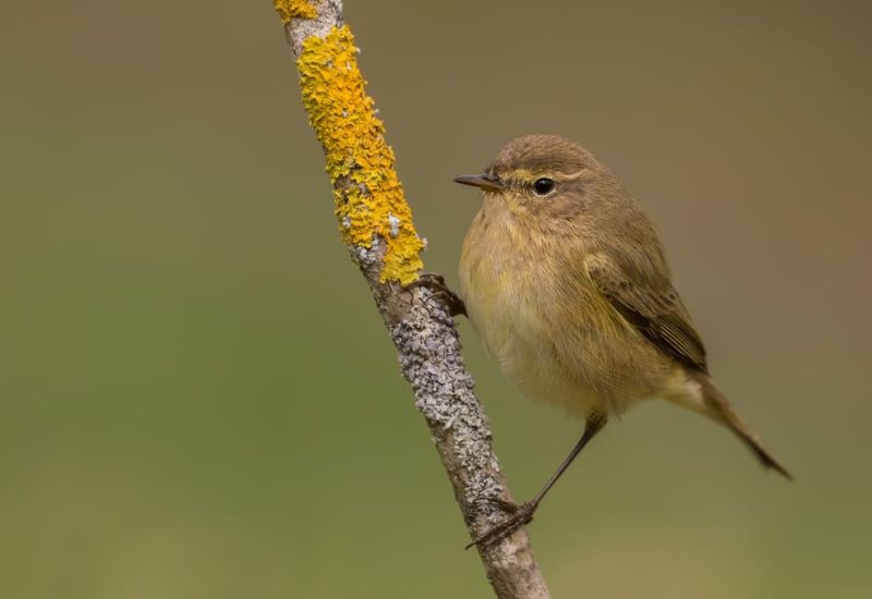 Mosquitero - Hide Janezas